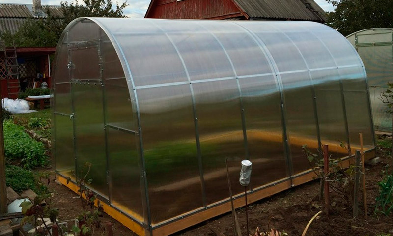 Novoladozhsky greenhouse halaman - mga pagsusuri at ang mga produkto nito