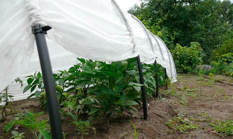 Greenhouse Agronomist - mga pagsusuri at mga rekomendasyon sa paggamit nito